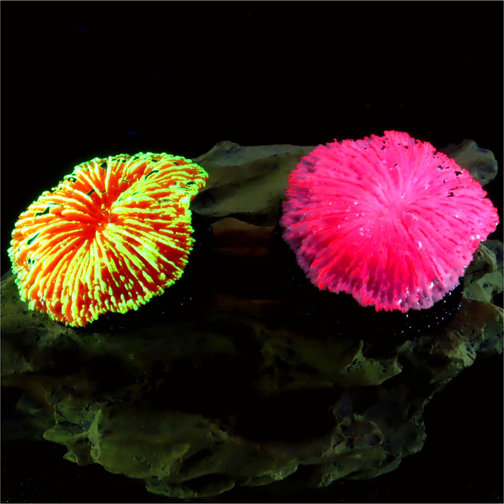 Live Plant Aquarium - 1 pieza de decoración para acuarios,