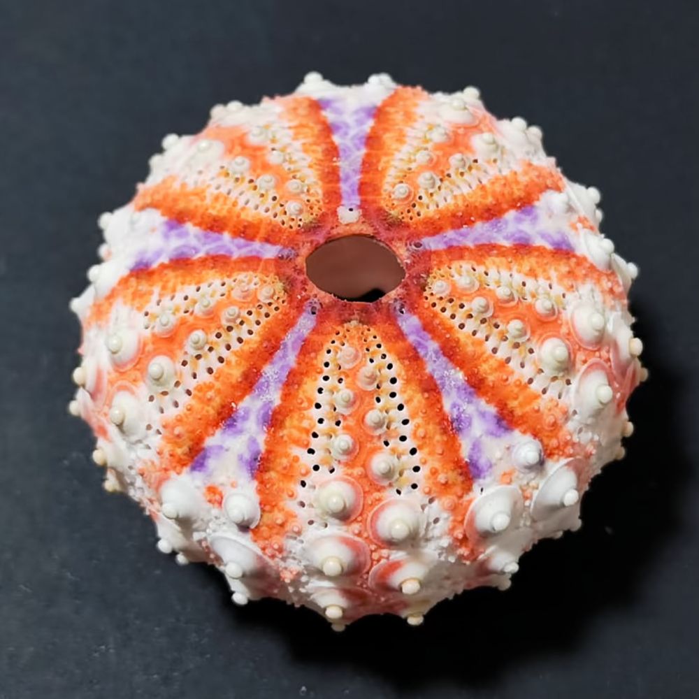 Aquarium Plant Holder - Artesanía de erizo de mar para