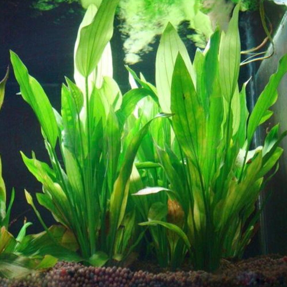 Live Plant Aquarium - Plantas artificiales de decoración de Acuario,