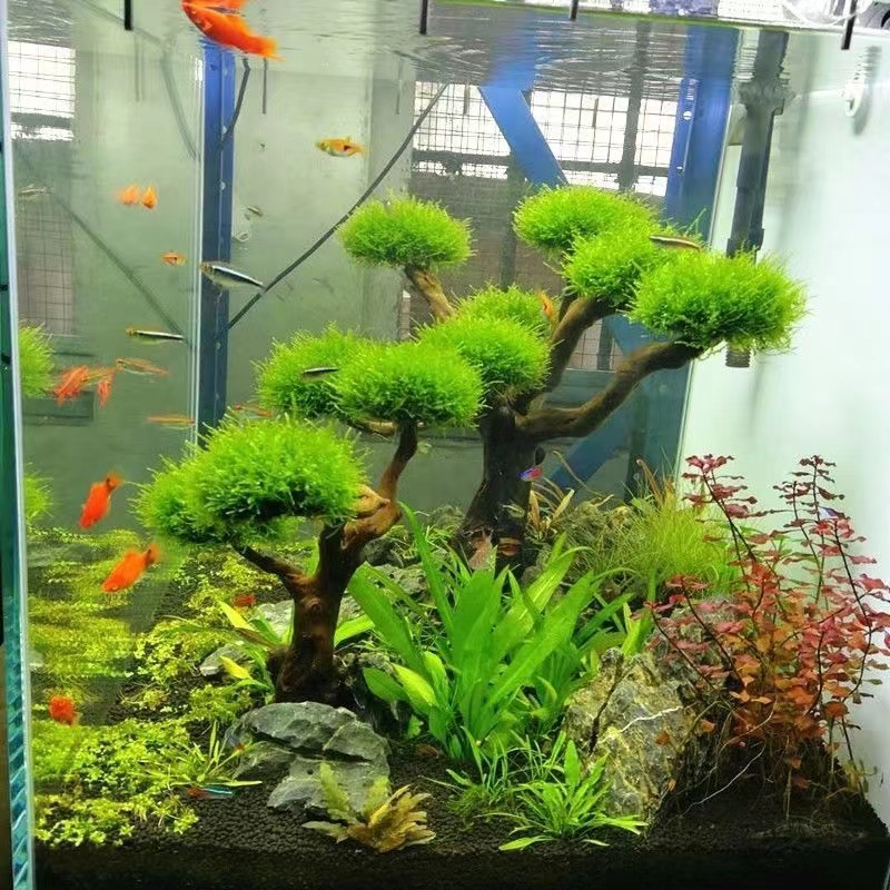 Aquarium Driftwood - Marco de madera verde para pecera,