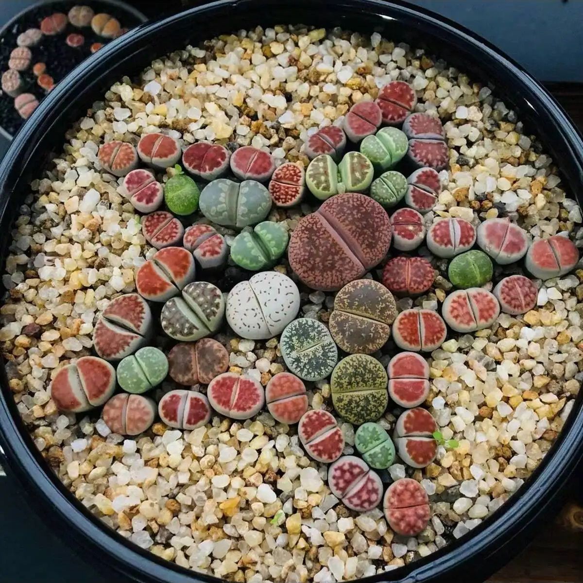 1 unidad-250g de cristales nat - Plant Aquarium Pot reseña y precio