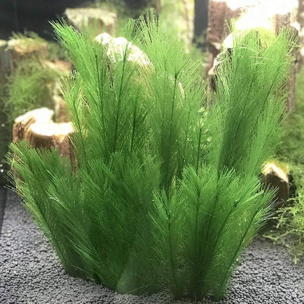 1/3 Uds 28/40cm acuario pecera - Live Plant Aquarium reseña y precio