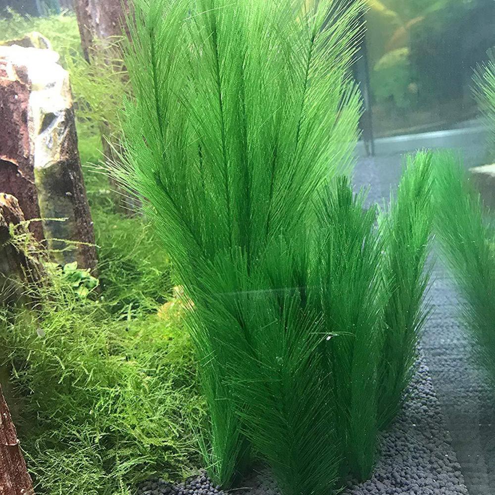 1/3 Uds 28/40cm acuario pecera - Live Plant Aquarium reseña y precio