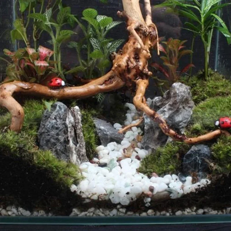Tronco de árbol Natural de mad - Live Plant Aquarium reseña y precio