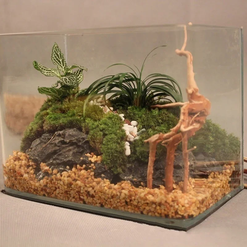 Tronco de árbol Natural de mad - Live Plant Aquarium reseña y precio