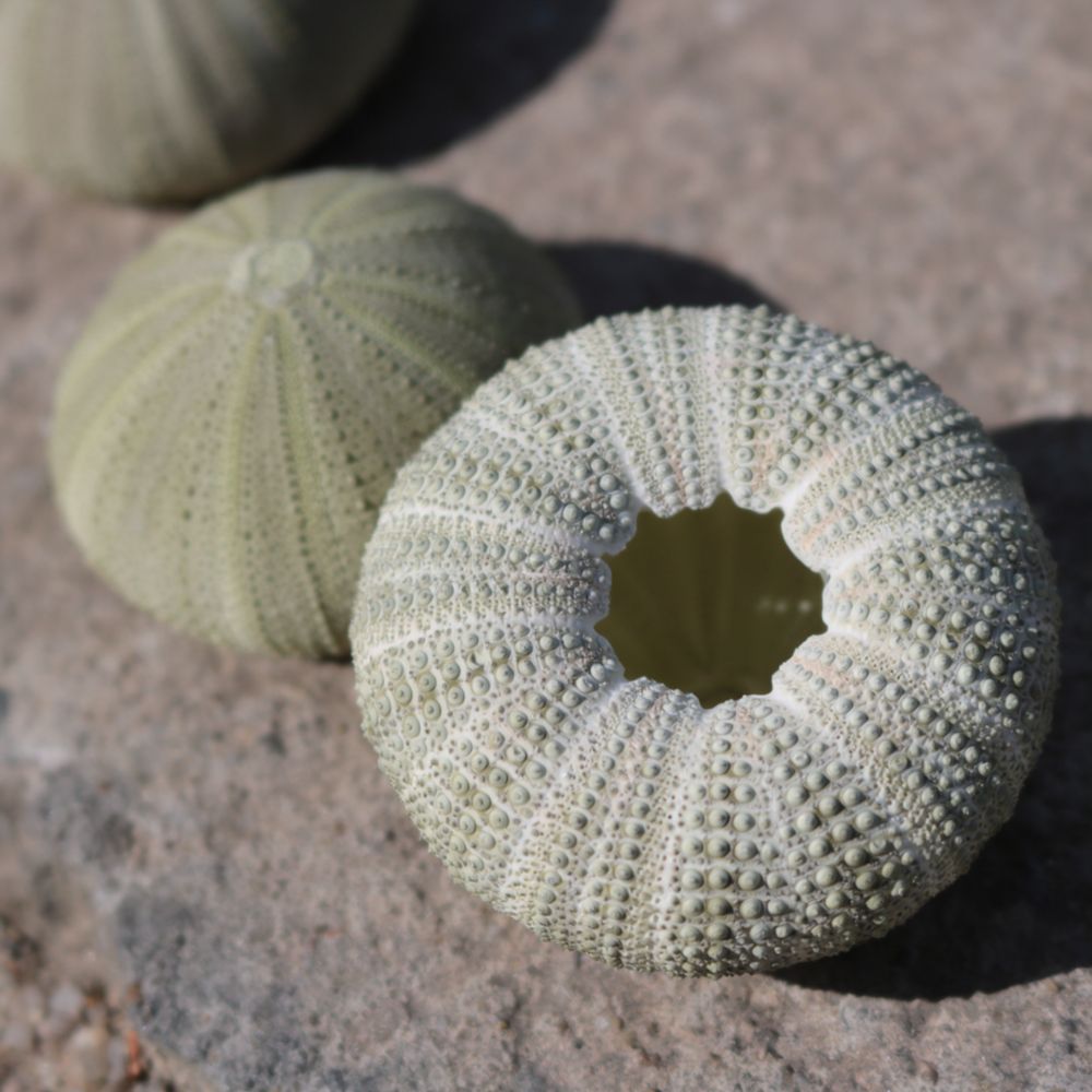 Artesanía de erizo de mar para - Aquarium Plant Holder reseña y precio