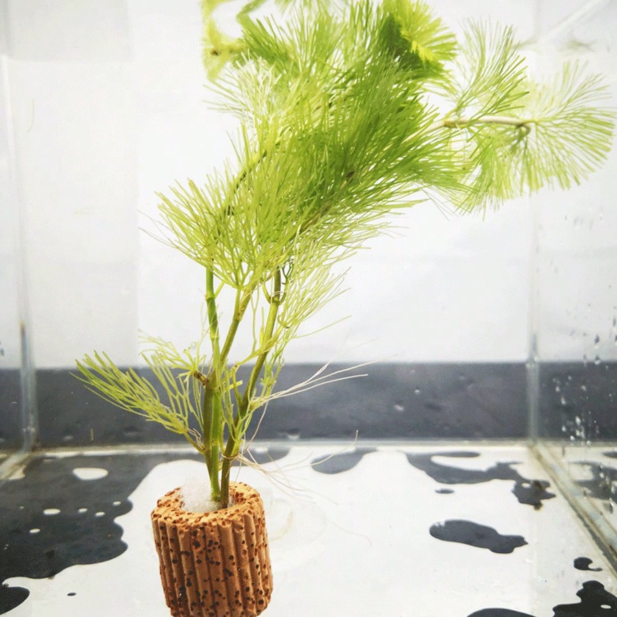 Anillos de fijación de plantas - Aquarium Plants Live reseña y precio