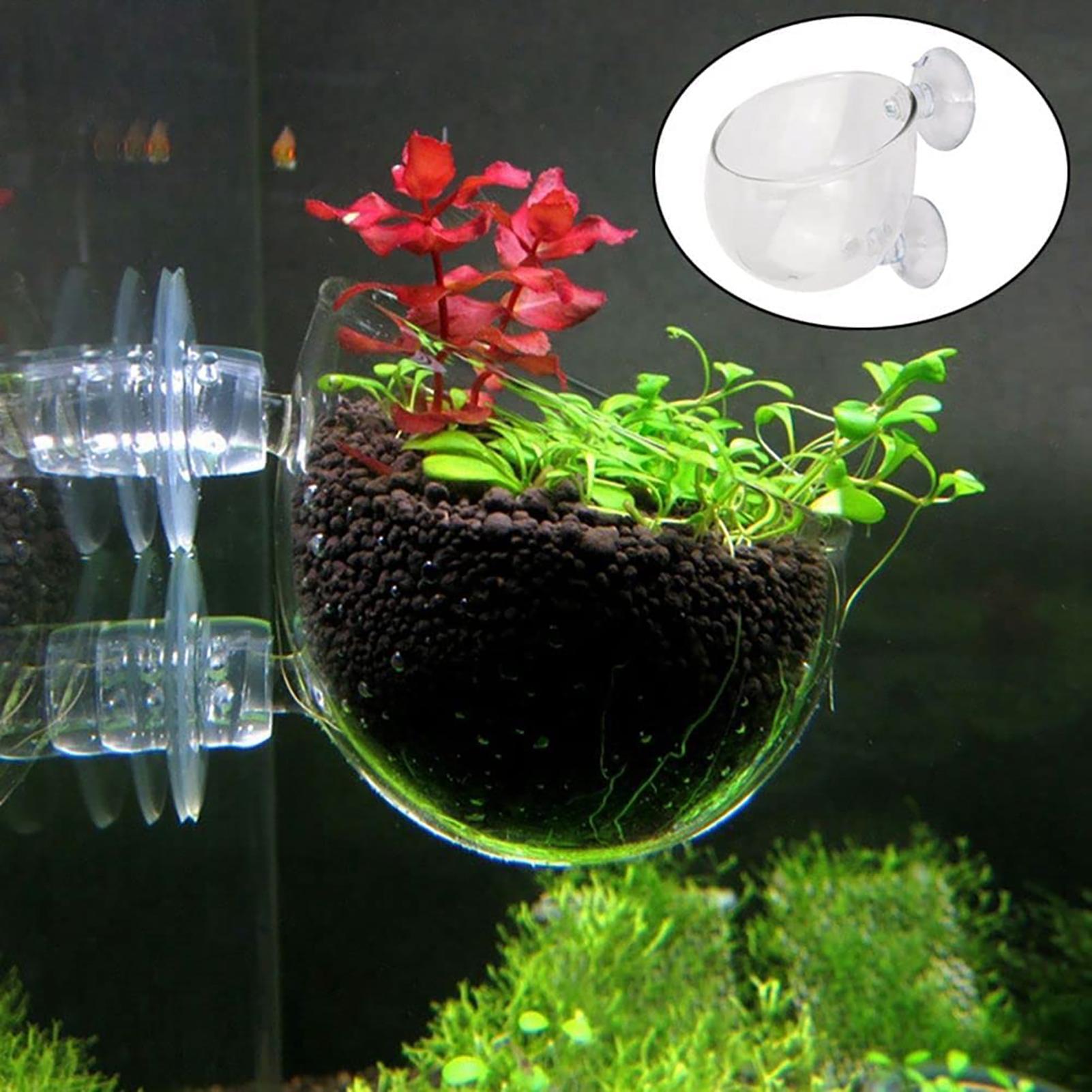 Maceta para plantas de acuario - Plant Aquarium Pot reseña y precio