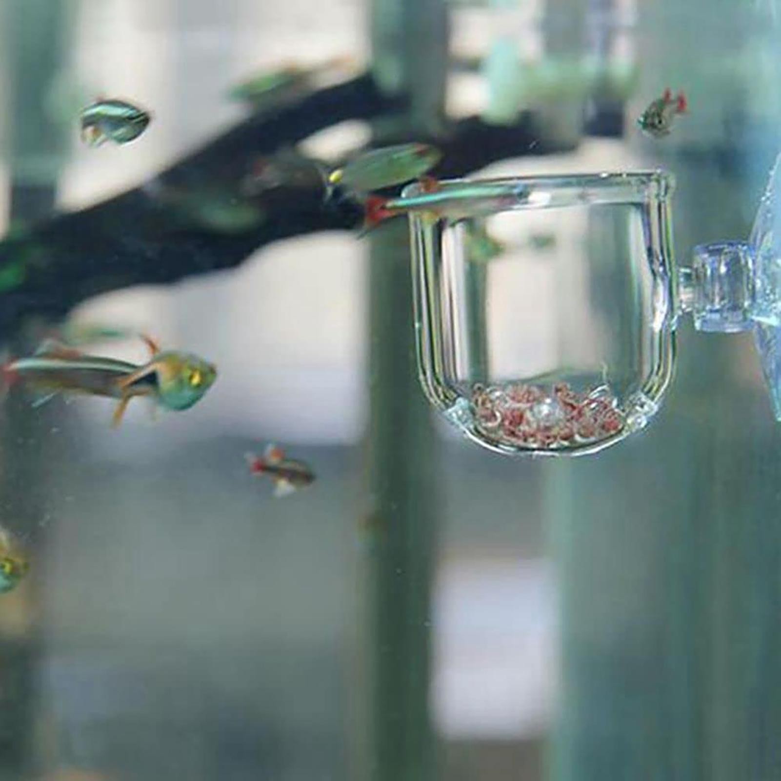 Maceta para plantas de acuario - Plant Aquarium Pot reseña y precio