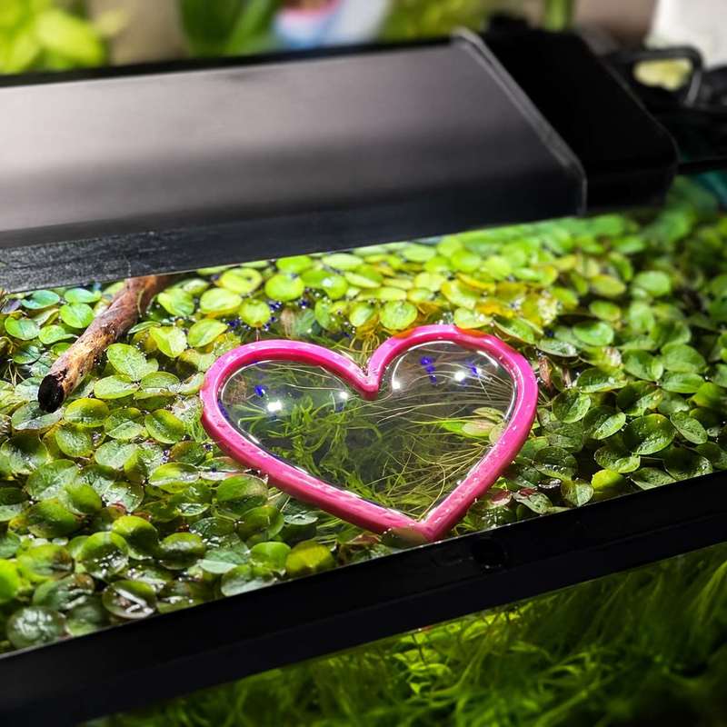 Anillo Flotante en Forma de Co - Aquarium Fertilizer reseña y precio