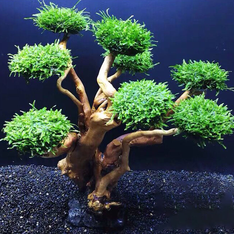 Marco de madera verde para pec - Aquarium Driftwood reseña y precio