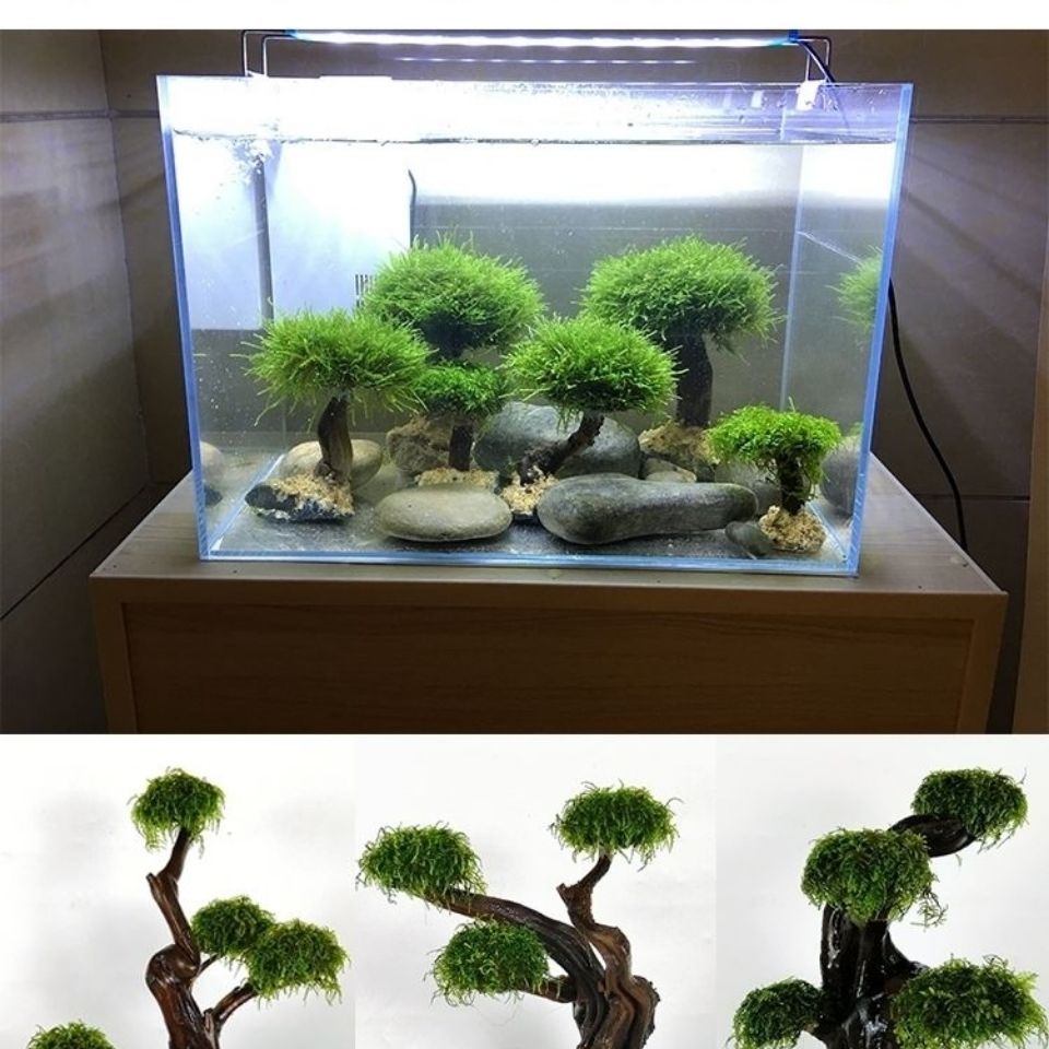 Marco de madera verde para pec - Aquarium Driftwood reseña y precio
