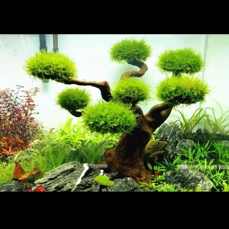 Decoración de paisajismo de ma - Aquarium Plant Substrate reseña y precio