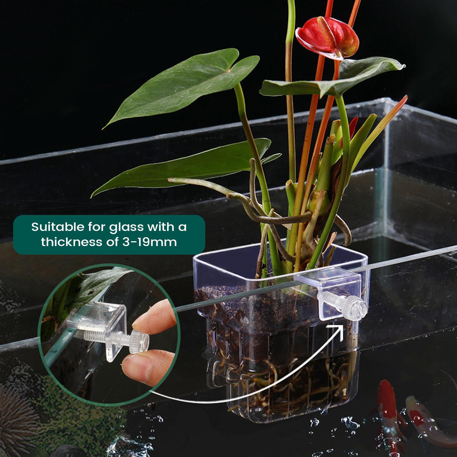 Soporte transparente para plan - Aquarium Plant Holder reseña y precio