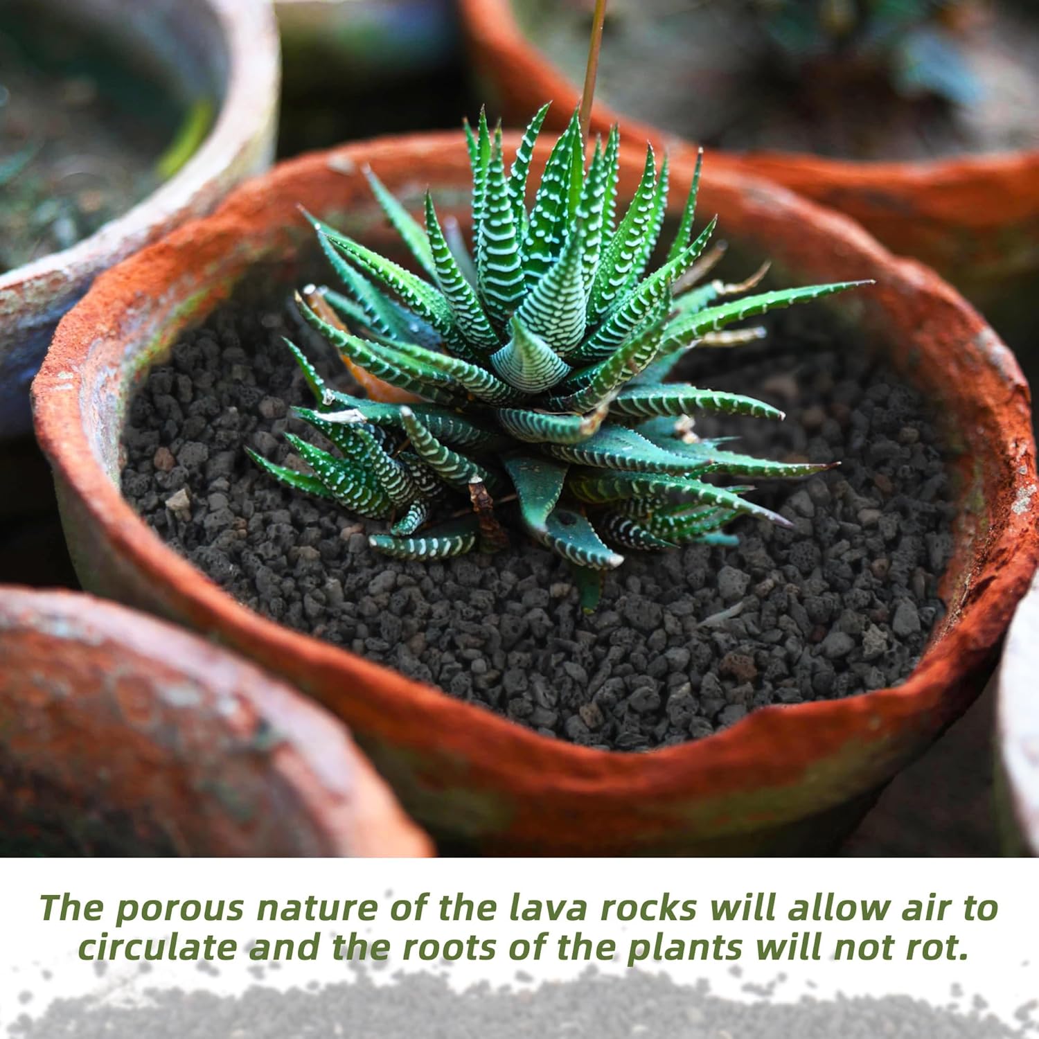3 libras de material filtrante - Plant Aquarium Pot reseña y precio