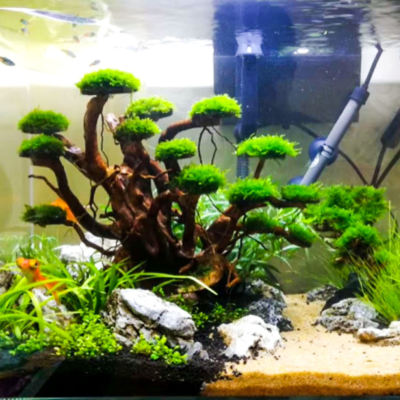 Decoración para Acuarios: Esqu - Aquarium Moss reseña y precio